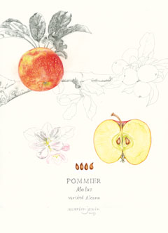 pommier