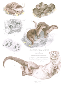 aubusson-loutre-vi