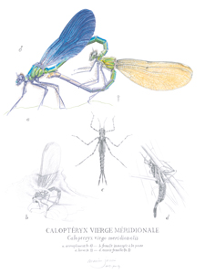 la-recloue-calopteryx