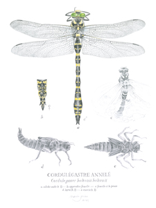 la-recoule-cordulegastre