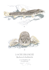 la-recoule-loche-franche