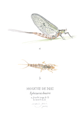 la-recoule-mouche-de-mai