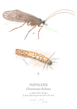 la-recoule-phrygane