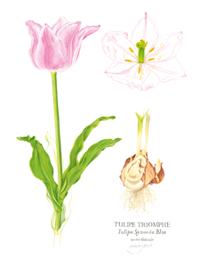 tulipe
